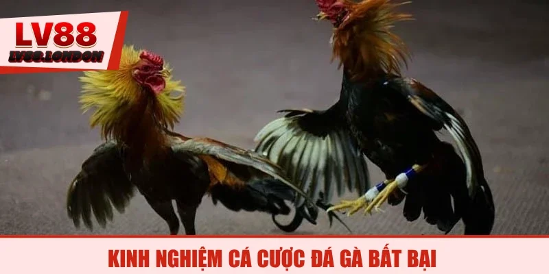 Kinh nghiệm cá cược đá gà bất bại