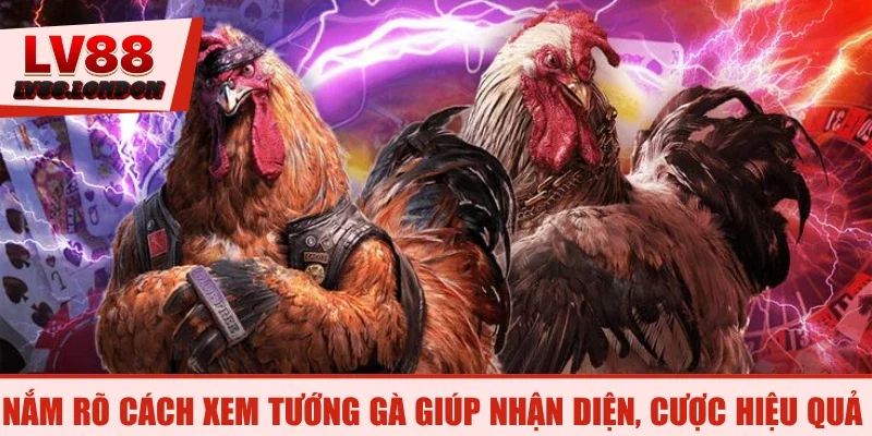 Nắm rõ cách xem tướng gà giúp nhận diện, cược hiệu quả
